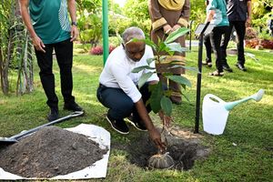 President inaugurates tree planting programme