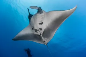 Manta ray tourism generates USD 311 million annually