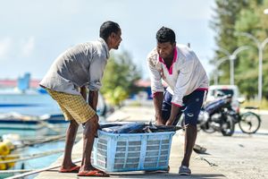 "ޖަޒީރާ 102" އަށް 155 ޓަނުގެ މަސް ކިރައިފި، މިފްކޯއަށް ތާރީހީ ދުވަހެއް