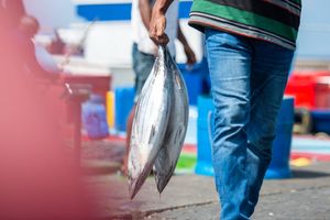 ކަޅުބިލަމަސް ބާނާ މިންވަރު ހިފަހައްޓަން ރާއްޖޭން ގޮވާލައިފި