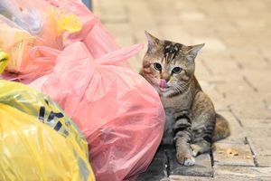 Cat shelter to be built in Farukolhufushi