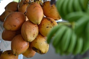 ކުރުނބާ ސަޕްލައި ދަށްވެ ލީޓަރެއްގެ އަގު 100ރ. އިން މައްޗަށް