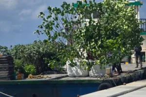 ގަވާއިދާ ހިލާފަށް ގަސް ބޭރުކުރާތީ ކައުންސިލުގެ ކަންބޮޑުވުން