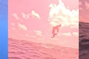 Rare footage shows oceanic whitetip shark breaching the surface