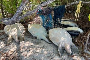 Fine for killing turtles reduced to MVR 33,000