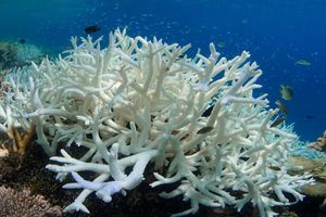 Warm temperatures start causing coral bleaching