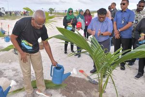 ކްލީން މޯލްޑިވްސްގެ ފަރާތުން ހުޅުމާލޭގައި 1500 ގަސް އިންދަނީ