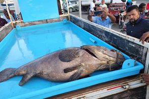 ބޮޑު މުޑު ފާނަ ބޭނުމުން ތަޖުރިބާކާރުން ކަންބޮޑުވެއްޖެ 