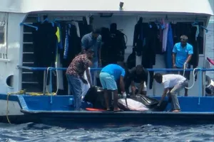 ދޯންޏެއްގެ ބުރަފަތީގައި ޖެހި، ޖަރުމަނު ޓޫރިސްޓަކު މަރުވެއްޖެ
