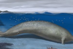 Scientists discover massive ancient whale