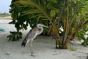 Heron with broken wings saved after surgery
