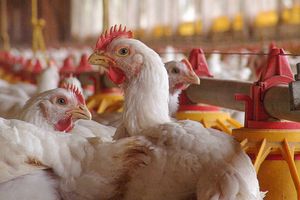 Authorities to ensure chicken imports from Brazil are safe