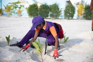 އެމްއައިބީން ކުޑަގިރީގައި 1،000 ގަސް އިންދައިފި