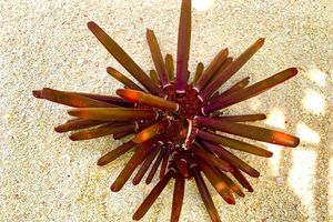 މައްޔިދައިތަގެ ދަތެއް ނޫން، މިއީ "ޗޯކު ހިޔަމަ"