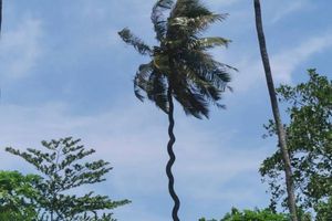 ފެންފުށީ އެނބުރޭ ރުއް ދުށިންތަ؟ 