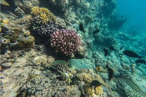 Marine heat waves last longer in deeper water
