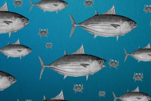Solve crab deaths mystery to save skipjack tuna