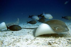 EPA warns against feeding rays in Maldives
