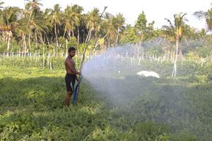 ކެންސަރަށް މަގުފަހިވާ ކެމިކަލް އެތެރެ ކުރި މިންވަރު އިތުރުވެއްޖެ