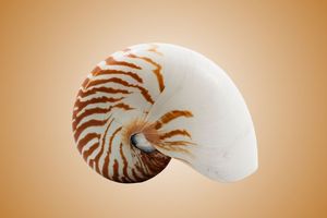 ނައިބޮއްޔަކީ ކޮން އެއްޗެއް؟
