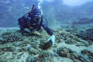 New rules allow diving for sea cucumbers