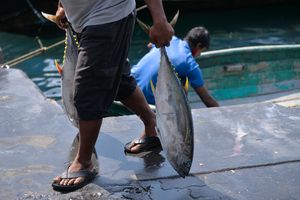 ފުރަތަމަ ކުއާޓަރުގައި މަސް ބޭރުކޮށްގެން 494 މިލިއަން ރުފިޔާ