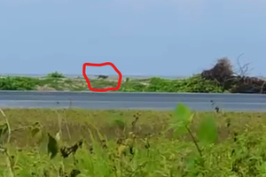 މާފަރުން ފެނުނީ ގެއްލުން ދެނިވި ޖަނަވާރެއް ނޫން ކަމަށް ނިންމައިފި