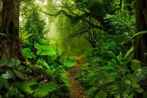 Tropical forests nearing critical temperatures