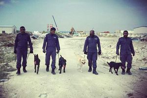 މިއަދު މާލޭ މަގުމަތީގައި ކުއްތާތައް ނެރެގެން ހާއްސަ ތަމްރީނެއް