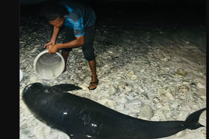  ނޭޗާ ޕާކަށް ތިލަވި ކޯމަހެއް ސަލާމަތްކޮށްފި