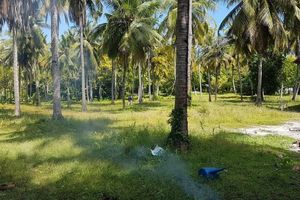 އަރިޔަދޫގައި ކޮކޮނަޓް ޑިވެލޮޕްމަންޓް ސެންޓަރެއް އެއް އަޅަނީ
