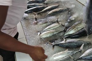 މާލޭ މާރުކޭޓުގައި ތާޒާކޮށް މަސް ވިއްކޭނެ ގޮތް ހަދައިފި