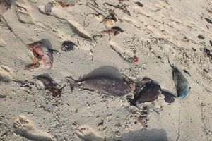 Research institute asks public to report fish die-offs