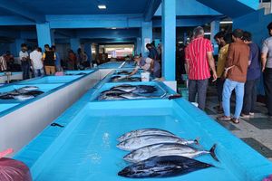 Council terminates contracts to hand over land for Fish Market