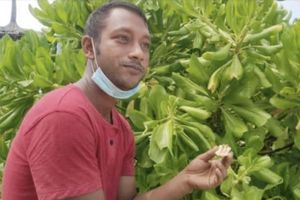 ފަތުރުވެރިއެއްގެ އަތްދަބަހުން ވައްކަން ކުރި މީހަކު ހޯދަނީ