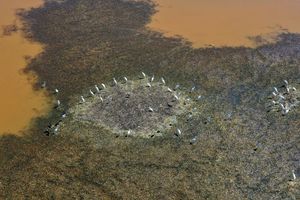 Invasive species a growing and costly threat