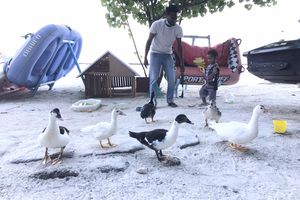 އެލްވިސްގެ އަސްދޫނި ކޮށި ކުޑަކުދިންނަށް