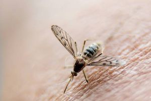 Migrant workers test positive for filariasis