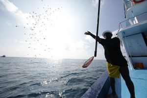ދެކުނުގެ މަސްވެރިކަން ހިމާޔަތްކުރަން ވަކި މައްސަލައެއް ހުށަހެޅޭނެ