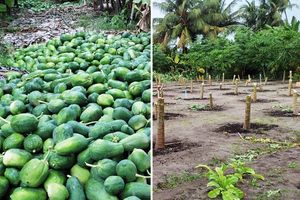 ބޮޑު ފަޅޯ ދަނޑު ބިމާ ހަމަކޮށްލީ ކުޑަ ހިނދުކޮޅެއް ތެރޭ