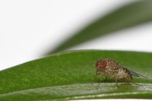Scientists engineer fruit flies capable of 'virgin birth'