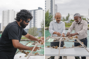 Coral garden project in Hulhumale' channel