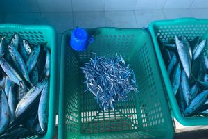 މަސް މާރުކޭޓުގައި ރެހި ޖޯޑެއް ލިބެން ހުރީ 50ރ. އަށް