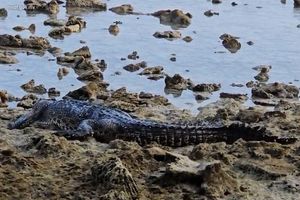 Nine-feet crocodile found near Kandima resort