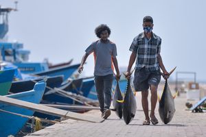 ހުކުރު ދުވަހު މާލޭގައި މަސްބޭނުމުގެ ބޮޑު ހަރަކާތެއް! 