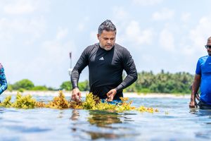 ރާއްޖޭގައި ފުރަތަމަ ފަހަރަށް މޫދުވިނަ އާލާކުރަން ފަށައިފި