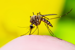 HPA urges travelers to take precautions amid Chikungunya outbreak