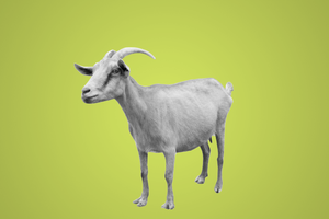 ސުލައިމާނުގެފާނު ބަދަލުކުރެއްވި ދާވޫދުގެފާނުގެ ޙުކުމް
