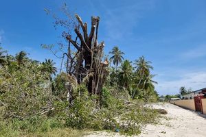ލ. ގަމުގައި ހިމާޔަތްކޮށްފަ ހުރި ގަހެއް ކަނޑާލި މައްސަލައެއް