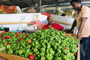 ލުނބޯ އާއި މިރުހުގެ އަގު ރަނަށްވެ، ލޯކަލް މާރުކޭޓު ހުސްކޮށް!